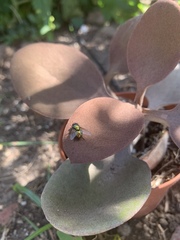 Diptera