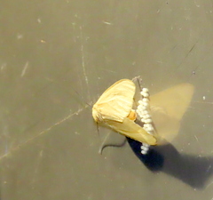 Pareuchaetes insulata