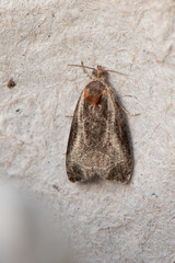 Olethreutes inornatana