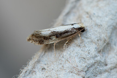 Monopis dorsistrigella