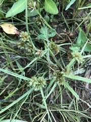 Cyperus lupulinus