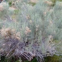 Ericameria nauseosa speciosa