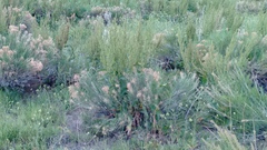 Ericameria nauseosa speciosa