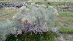 Ericameria nauseosa speciosa