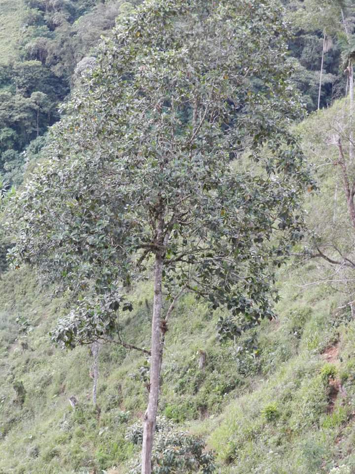 Magnolia lenticellata
