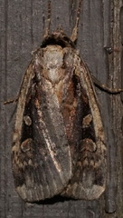 Eueretagrotis sigmoides