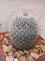 Mammillaria haageana san-angelensis