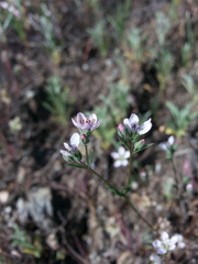 Hesperolinon congestum