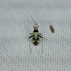 Phytocoris nigricollis