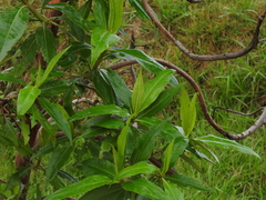 Escallonia pendula