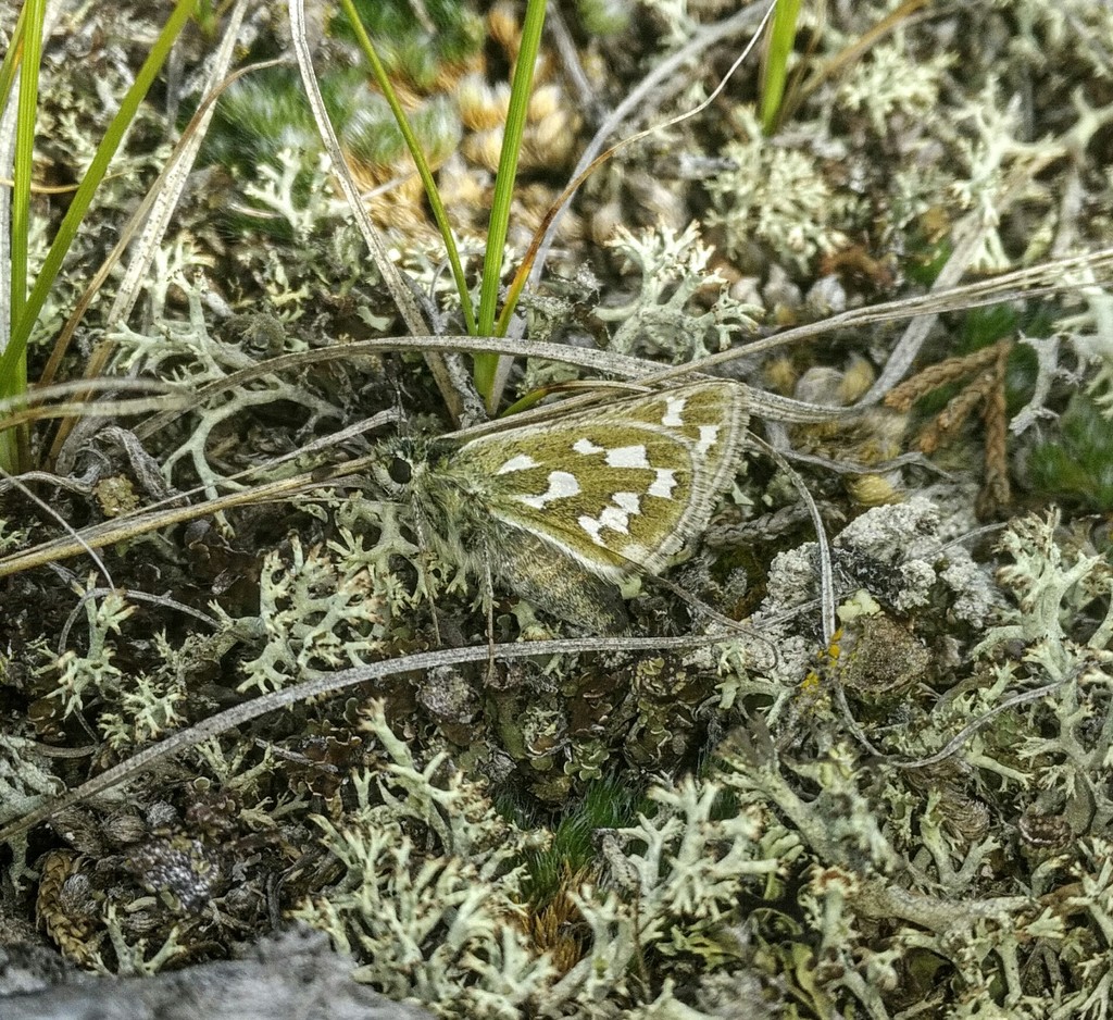 Nevada Skipper