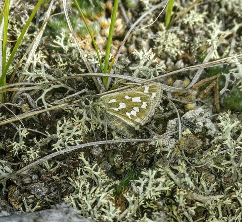 Nevada Skipper
