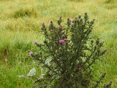 Cirsium vulgare