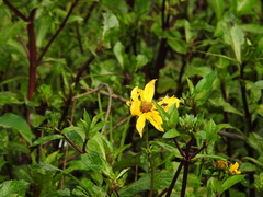 Bidens laevis