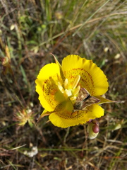 Calochortus luteus