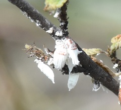 Crypticerya genistae