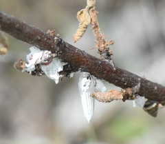 Crypticerya genistae