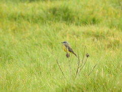 Tyrannus melancholicus