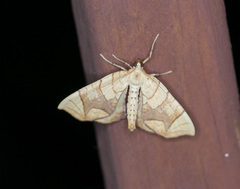 Eulithis diversilineata