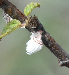 Crypticerya genistae