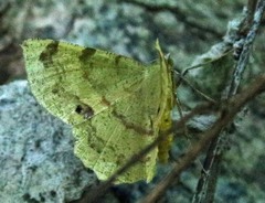 Erastria decrepitaria