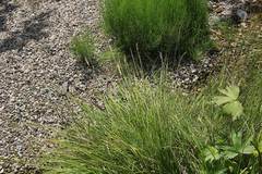 Carex augustinowiczii