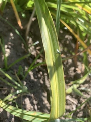 Condylostylus longicornis