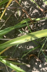 Condylostylus longicornis