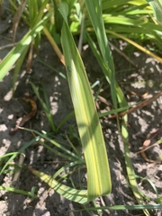 Condylostylus longicornis