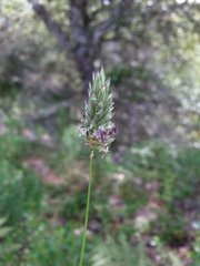 Phalaris californica