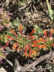 Monardella macrantha