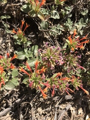 Monardella macrantha