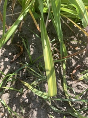 Condylostylus longicornis