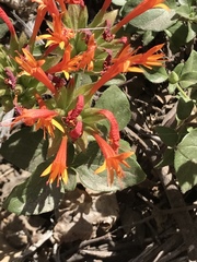 Monardella macrantha