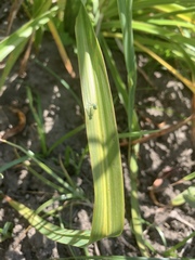 Condylostylus longicornis