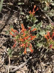 Monardella macrantha