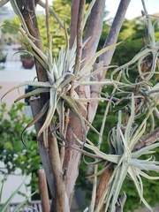Tillandsia reichenbachii
