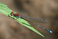 Argia cuprea