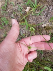 Cyperus lupulinus