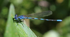 Argia leonorae