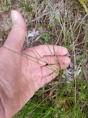 Cyperus lupulinus