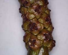 Potamogeton amplifolius