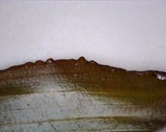 Potamogeton amplifolius