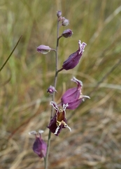 Streptanthus glandulosus pulchellus