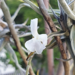 Tillandsia reichenbachii