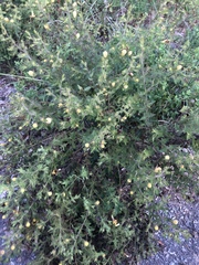 Aureolaria pectinata