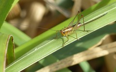 Conocephalus attenuatus