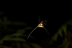 Micrathena cyanospina