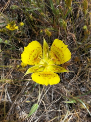 Calochortus luteus