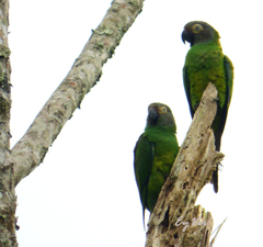 Aratinga weddellii